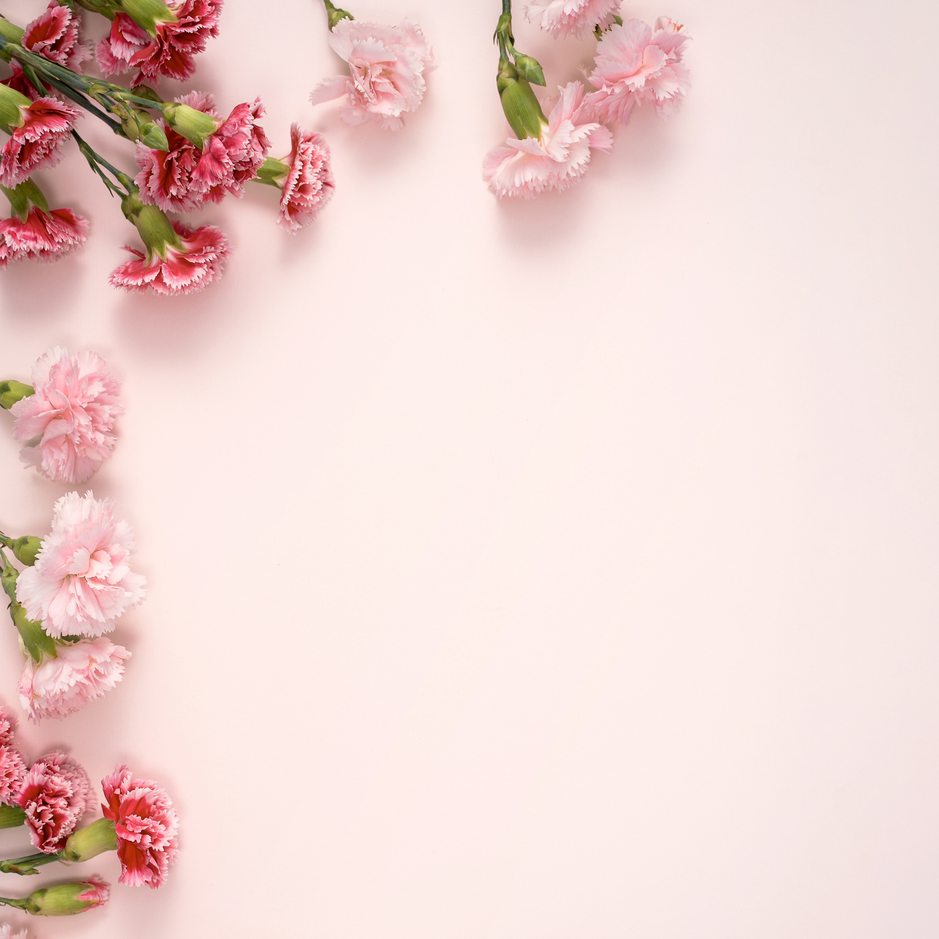 Design Concept of Mother's Day Holiday Greeting with Carnation B